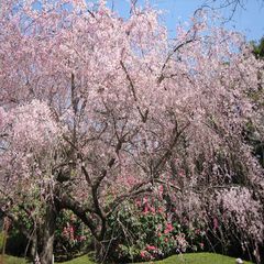 荒井城址公園のしだれ桜