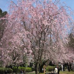 荒井城址公園のしだれ桜