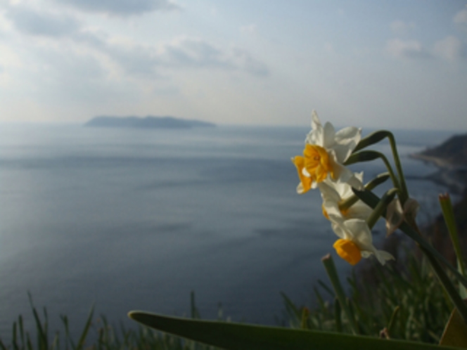 黒岩水仙郷と沼島