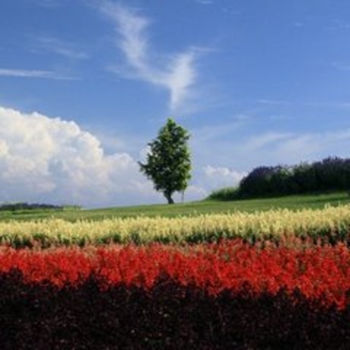 花さじき・秋の花サルビア★