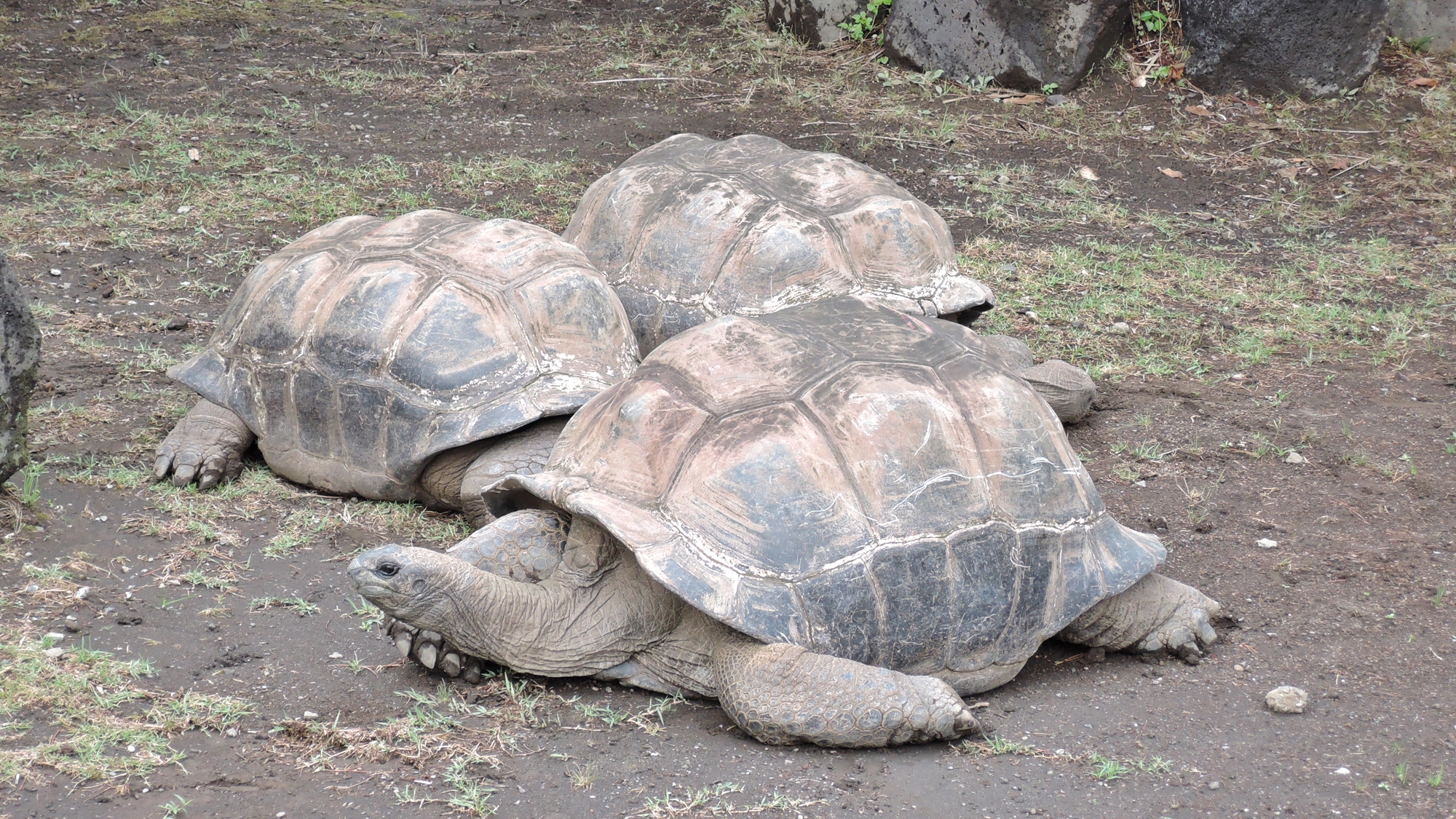 *東京都立大島公園 動物園／ケヅメリクカメ。地形を活かしたつくりなので自然を感じながら楽しめます。