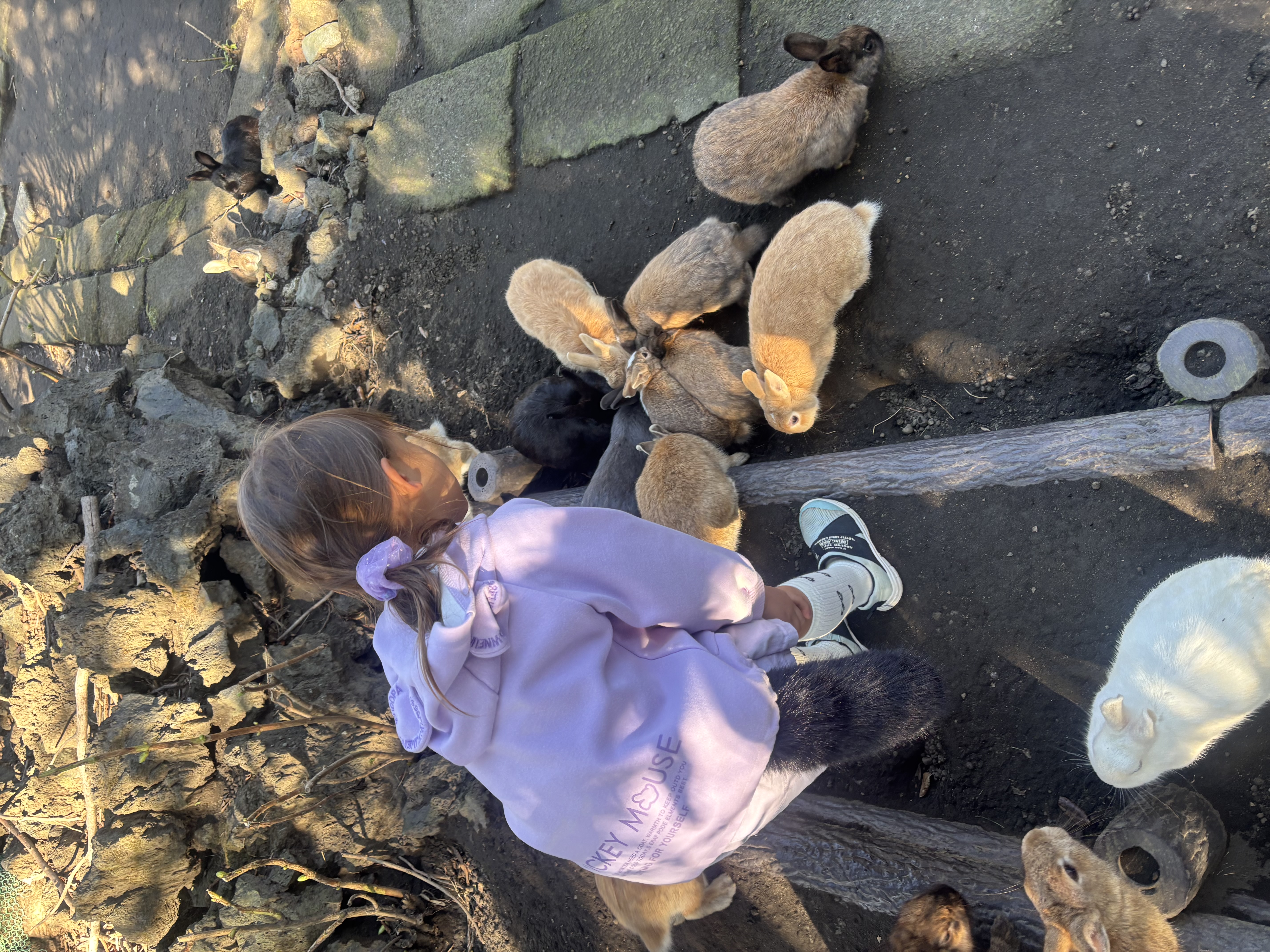 椿花ガーデン　うさぎエリア　