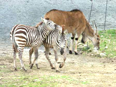 天王寺動物園