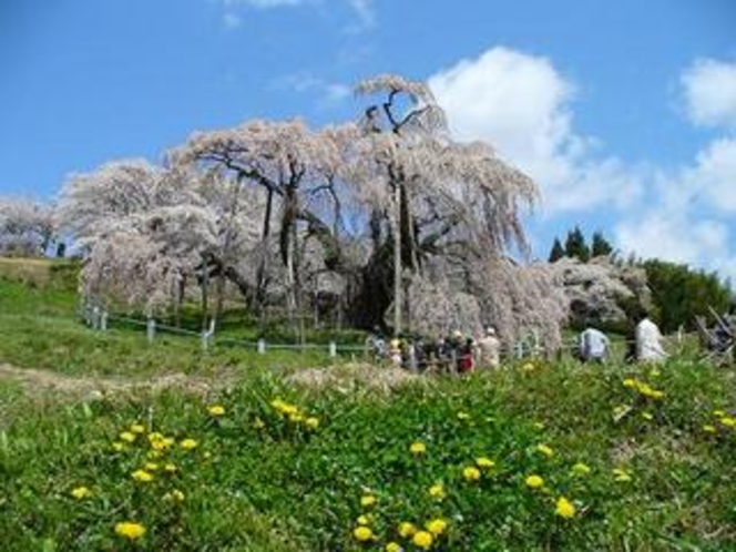 三春の滝桜