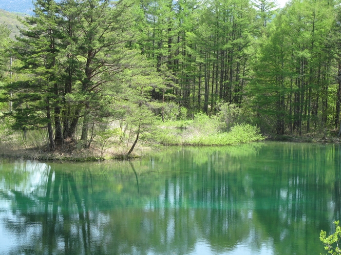 甲府沼新緑