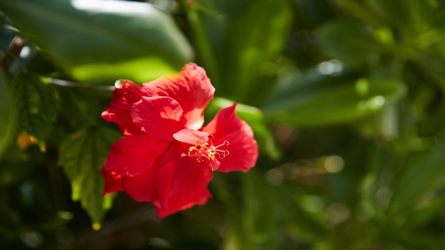  色とりどりの花が、リゾートの思い出を彩ります