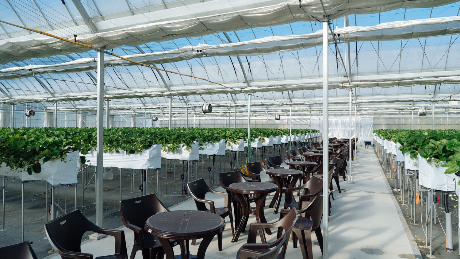 【イチゴ朝採り体験付】人気NO.1◆手作りにこだわった地魚会席！旬の姿盛り♪