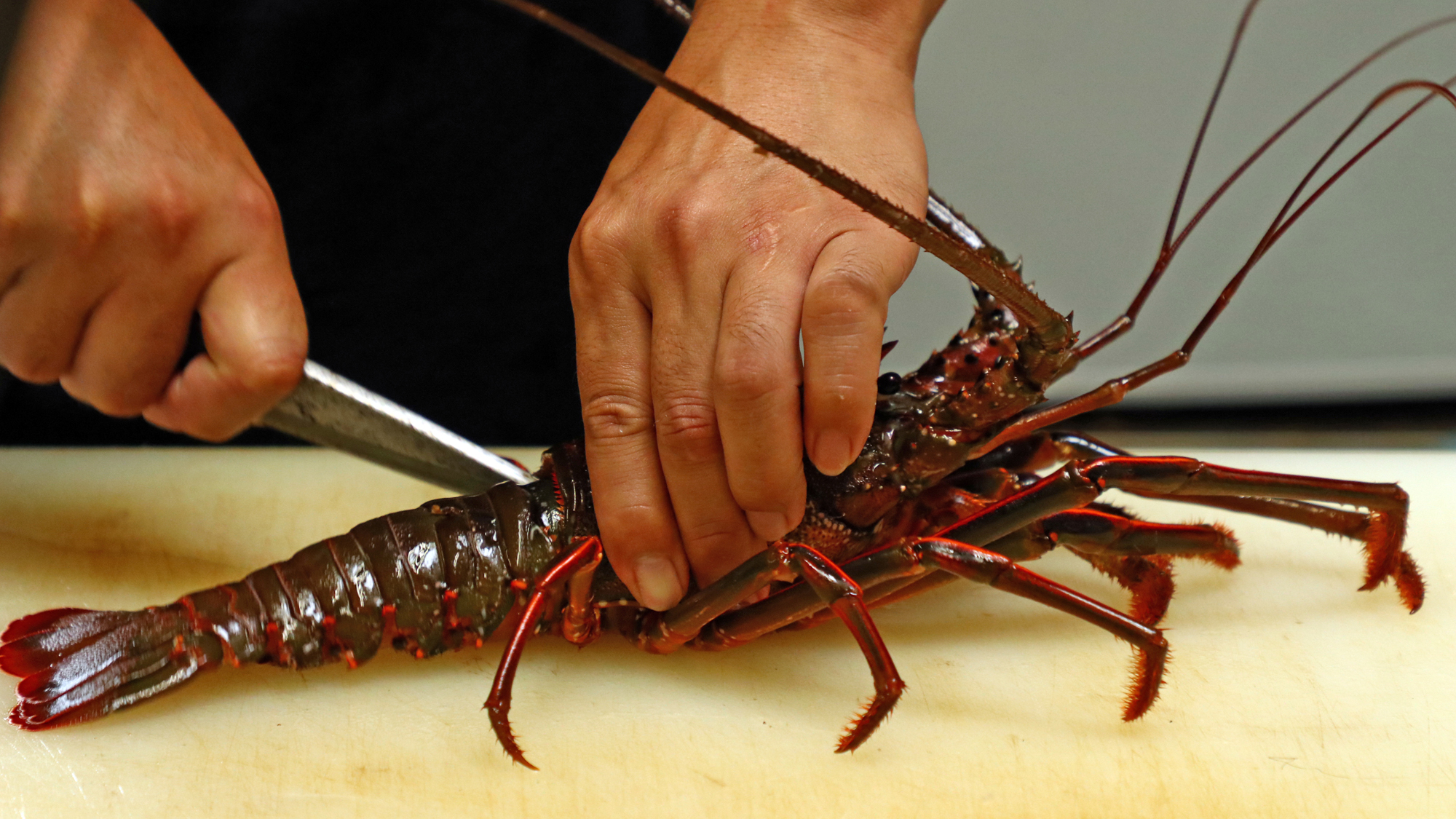 活伊勢海老を食べる直前に捌いています