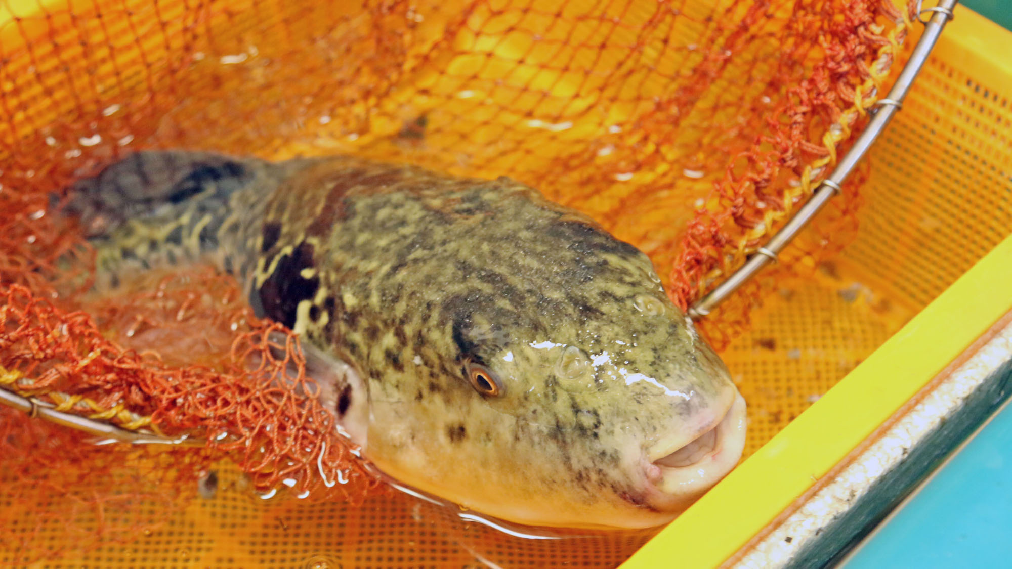 生け簀の新鮮なふぐを使用