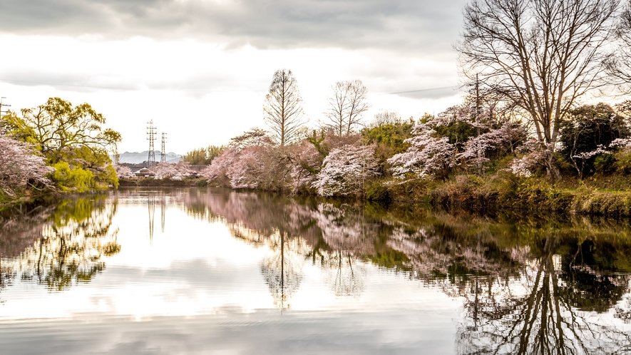 篠山城跡　春の桜