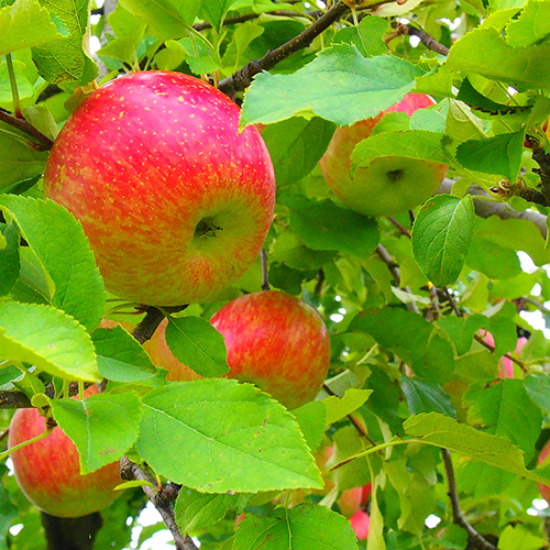 【増田：りんご】季節の果樹園が多く点在。