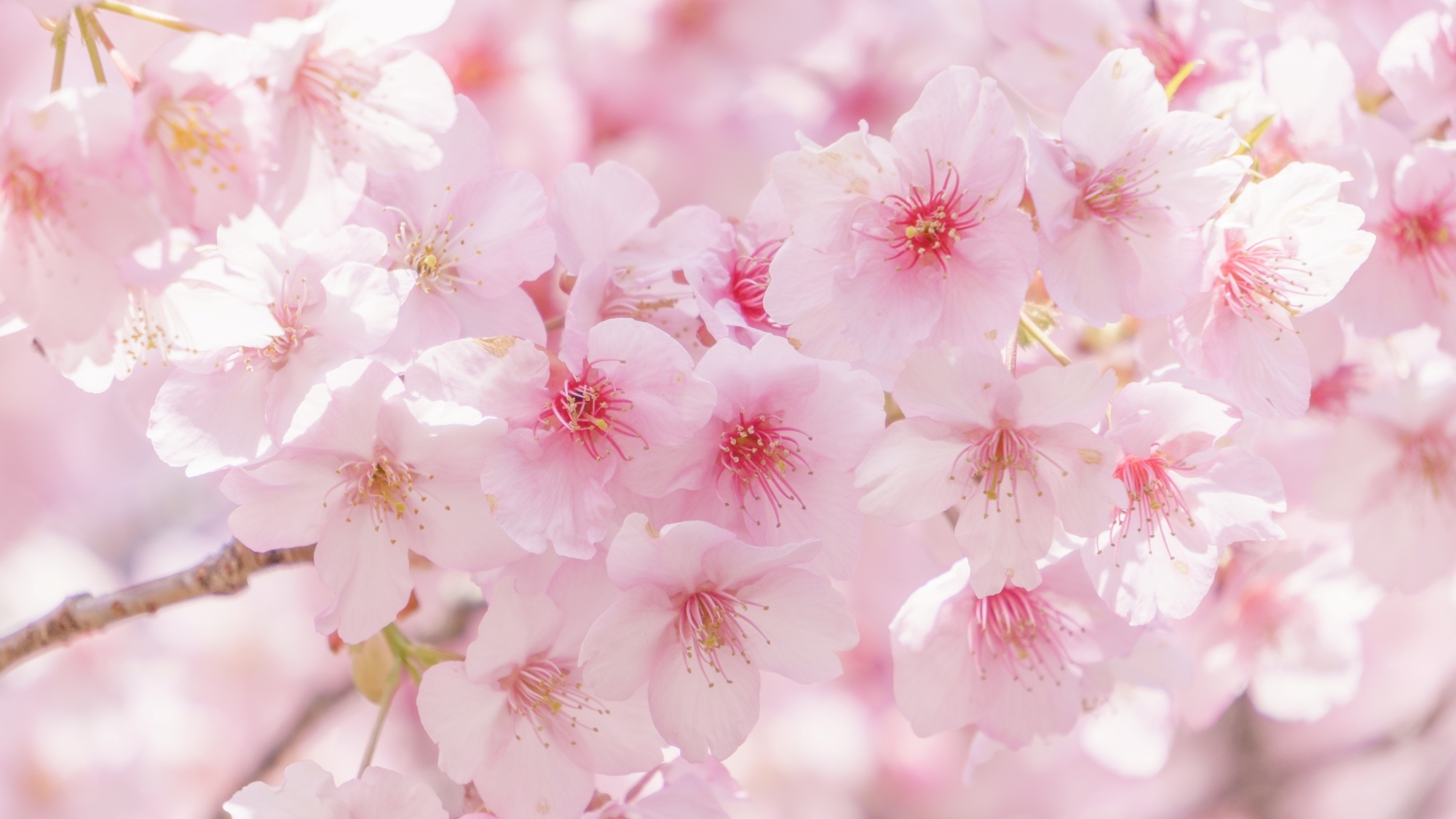 【清里の春を満喫】草原と新緑の季節！夕食時ワンドリンクサービス♪時期が合えば絶景の桜も【1泊2食付】