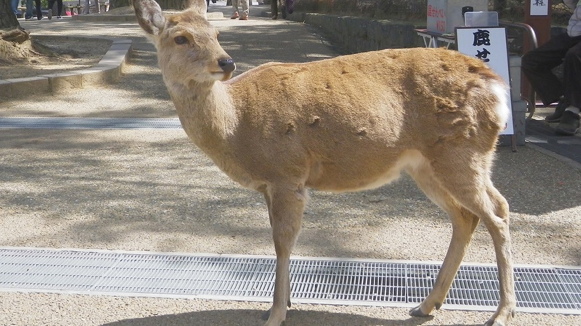 【素泊まり】最終インは24時！旅費を抑えて気ままに大和路観光！出張利用にも（￥3，000〜）