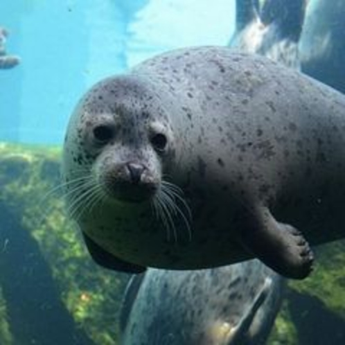 旭山動物園