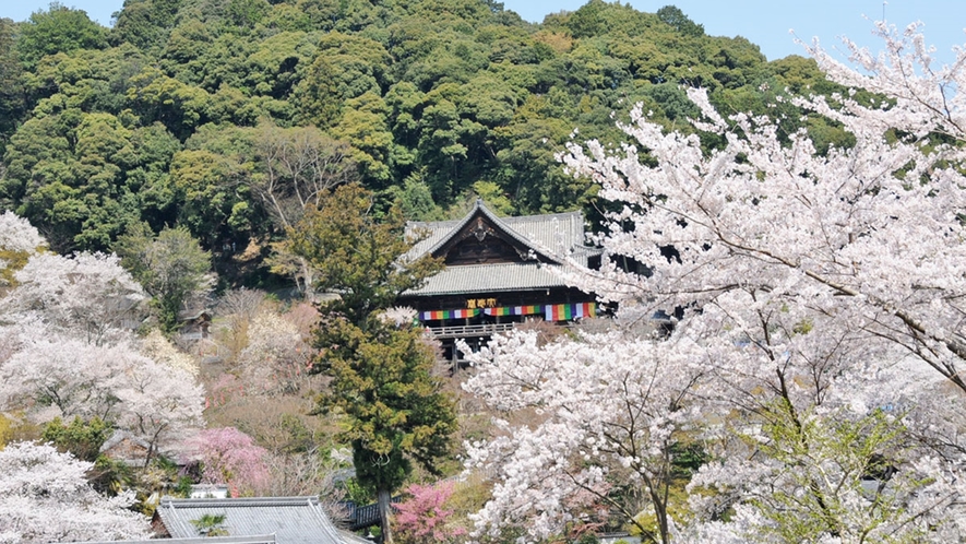 *【奈良・長谷寺の桜】3月中旬～4月中旬において数種の桜が咲き誇ります。