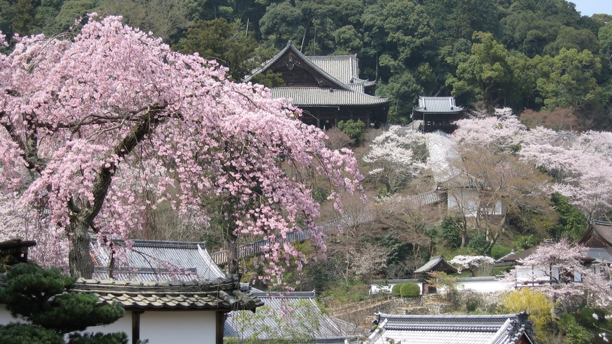 *【奈良・長谷寺の桜】県内有数の桜スポットでお花見をお楽しみ下さい