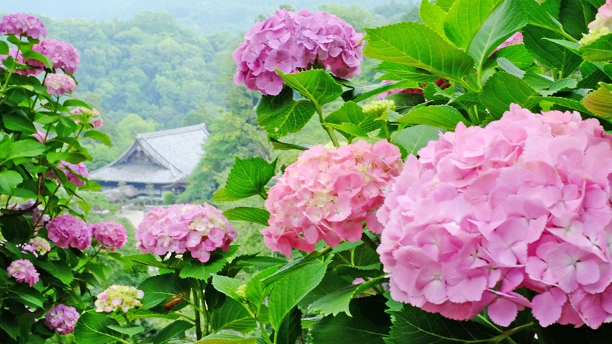*【奈良・長谷寺のあじさい】シーズンは6月中旬～7月中旬まで！