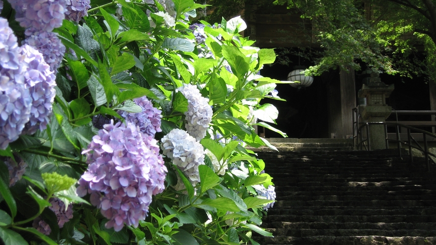*【奈良・長谷寺のあじさい】四季を通してお花が楽しめる長谷寺。雨の日のアジサイも素敵です