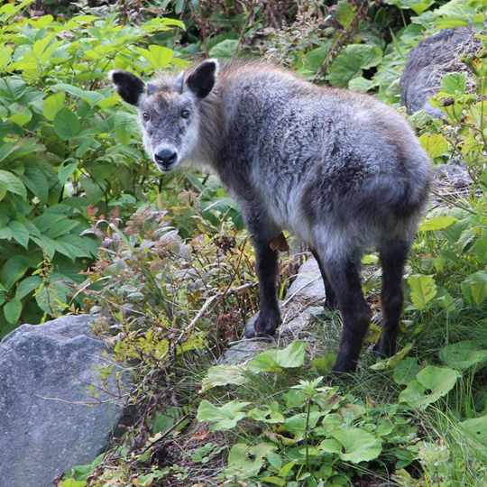 高峰高原この辺りの山を知る日本カモシカ