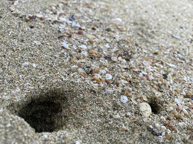 海水浴☆カニのお家