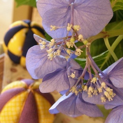 【初夏】　初夏の玄関や館内には紫陽花も。。