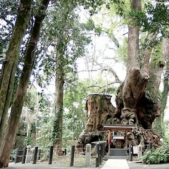 【冬】　来宮神社にある樹齢2000年の大楠は1周すると寿命が2年伸びると言われています。
