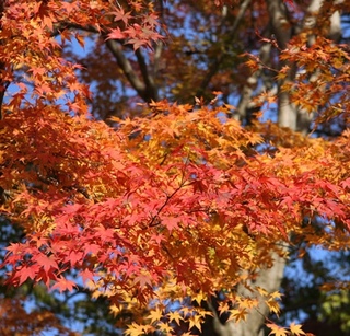 【秋】　熱海梅園で遅めの紅葉をお楽しみください