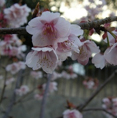 【冬】　早咲きの熱海桜がお楽しみ頂ける（1月末〜2月）