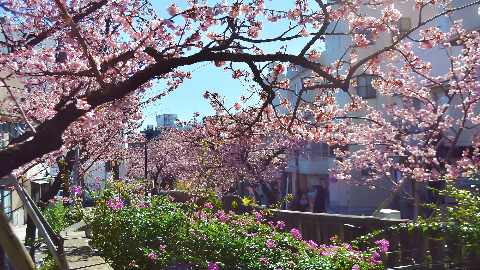 熱海の早咲き熱海桜