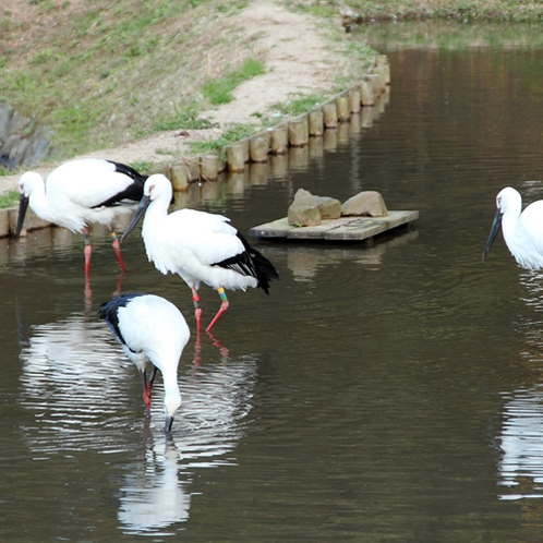 おすすめ観光！　県立コウノトリの郷公園　当館から車で約20分