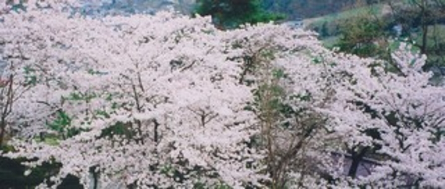 当館の裏山「城山」に咲く桜
