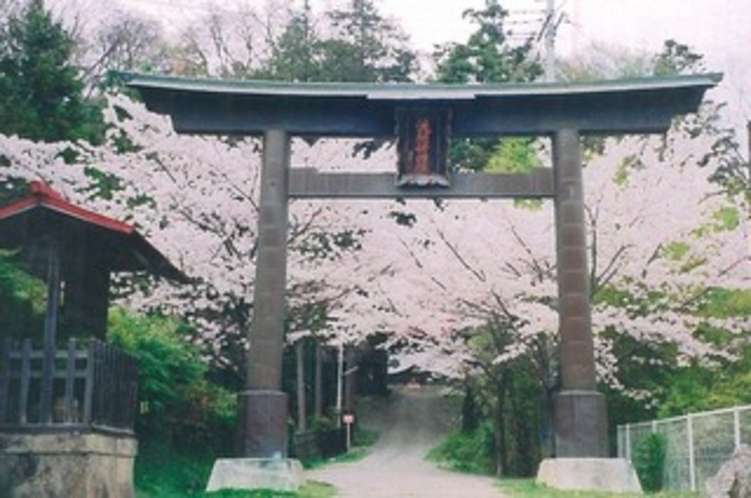 当館の裏にある「はべしな神社」の桜