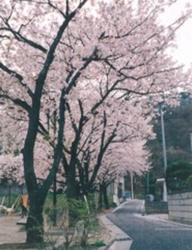 当館の裏にある「南部公園」の桜