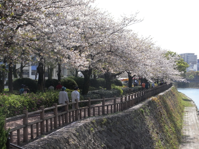 甲突川の桜