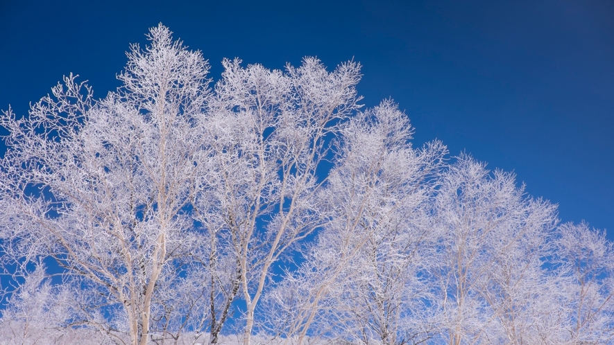 *【施設周辺】樹氷の白と澄んだ空の青さは冬の色合い