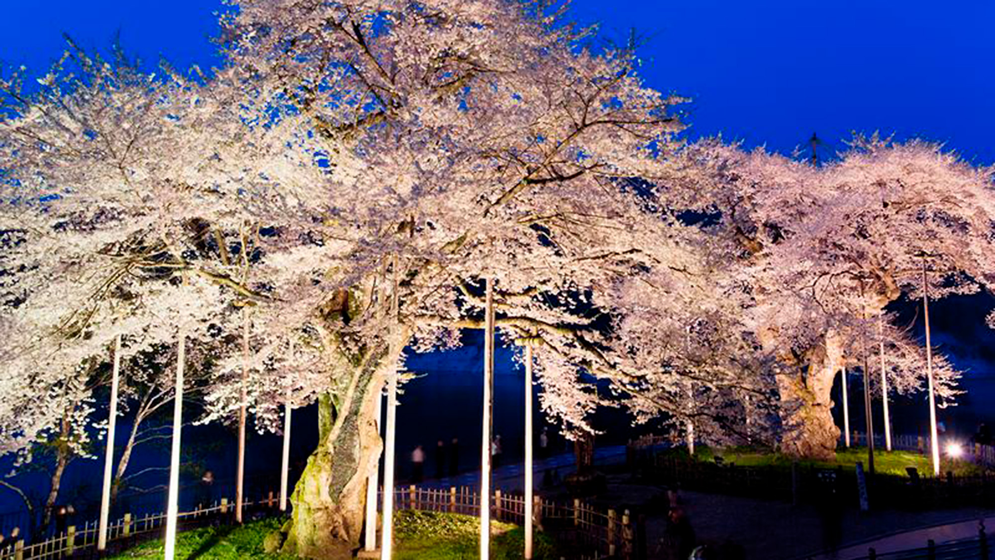 【荘川桜】ホテルから車で約15分