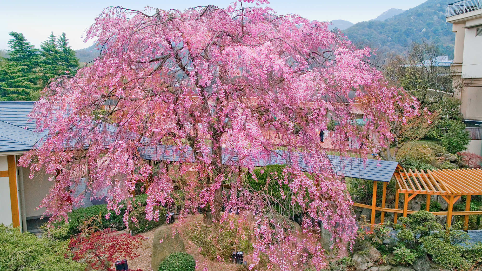 樹齢100年の八重紅枝垂れ桜