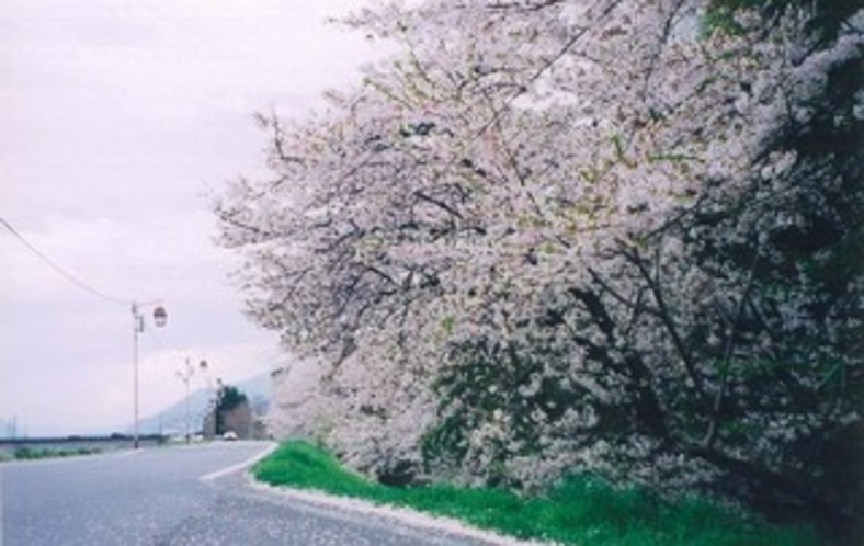 当館より徒歩５分。千曲川の土手に咲く桜