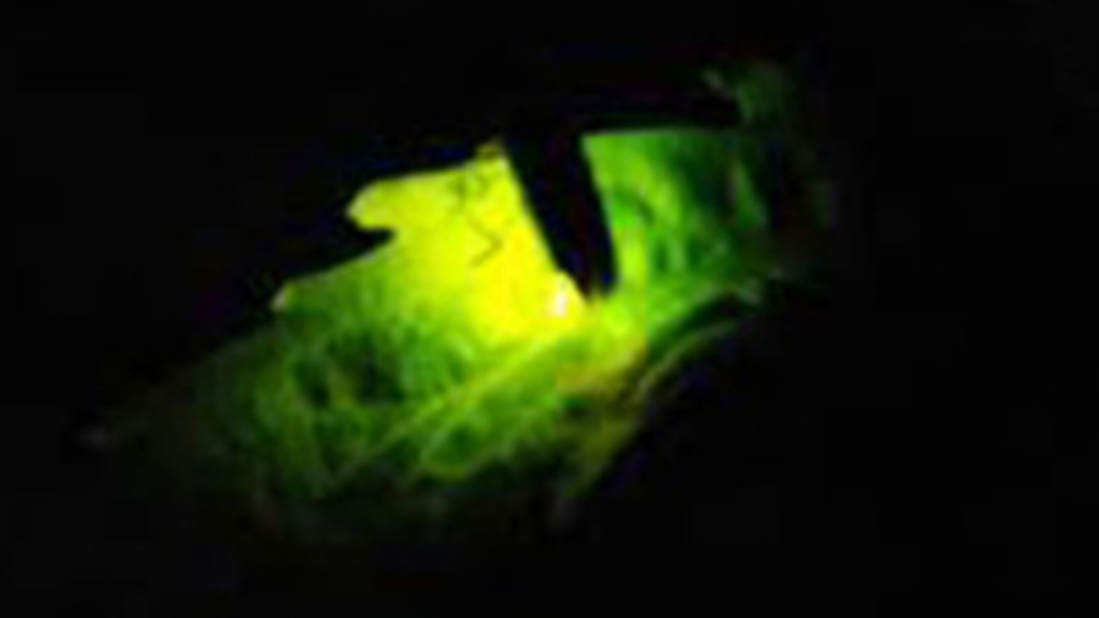 日本の初夏を彩るホタル