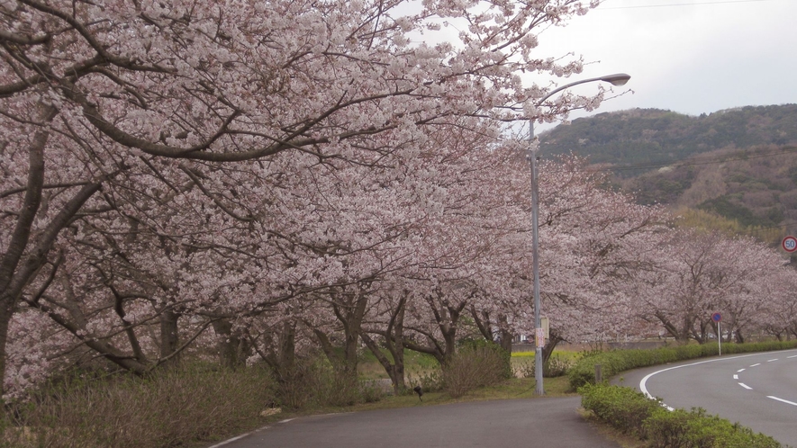 【3〜4月】松崎町にも桜の名所
