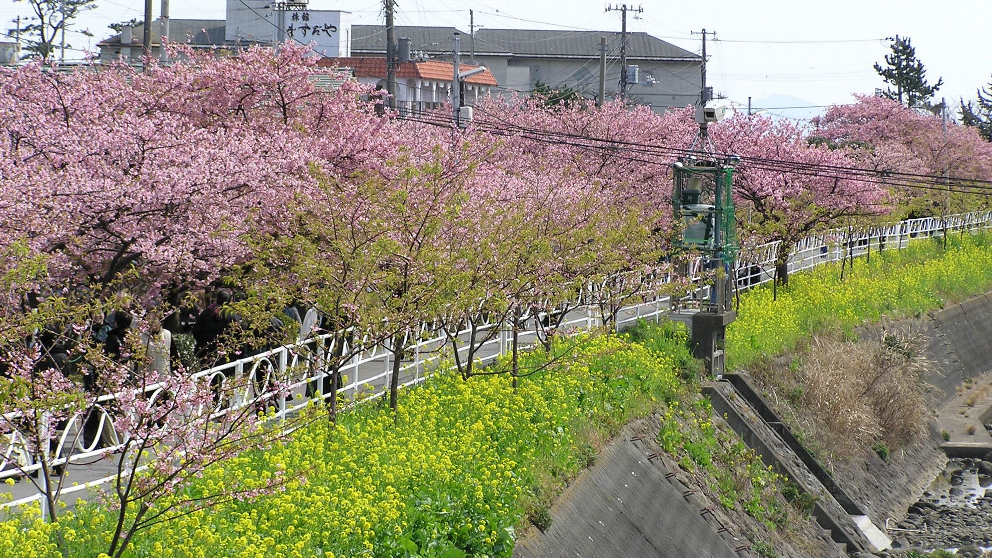【2〜3月】河津桜へベストプライス！