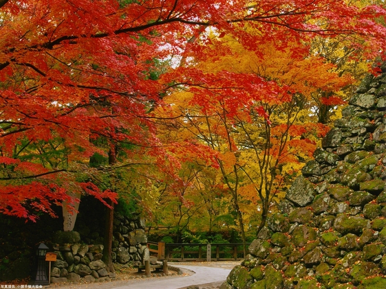 観光情報【小諸城址懐古園の紅葉まつり】秋の訪れを感じよう！2食付きバイキングプラン