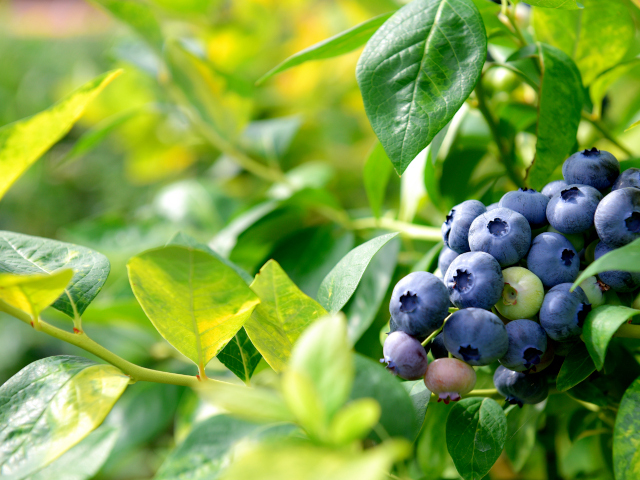 【松井農園の果実狩り入場券付】1泊2食付バイキングプラン