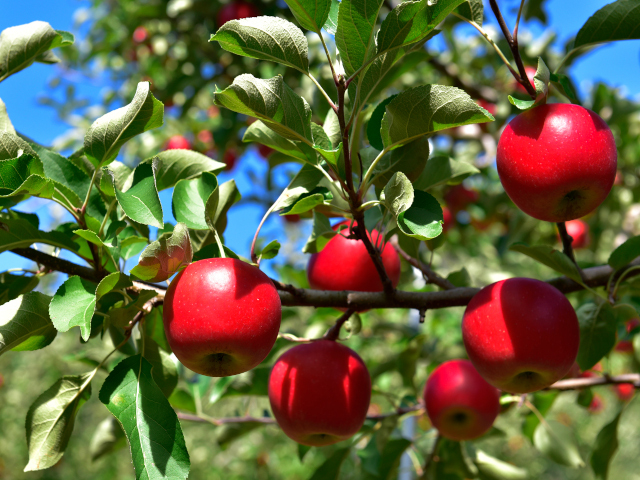 【松井農園の果実狩り入場券付】1泊2食付バイキングプラン