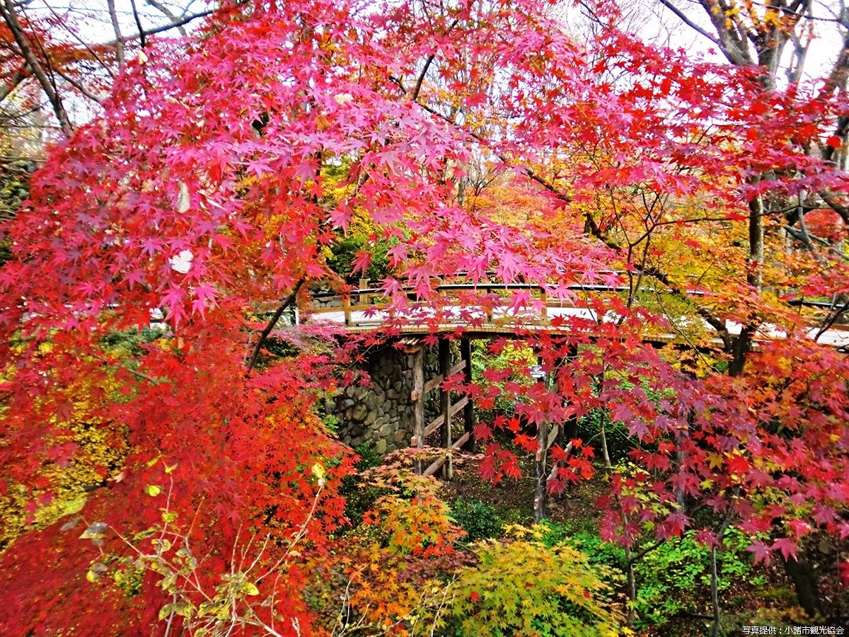 懐古園紅葉祭り