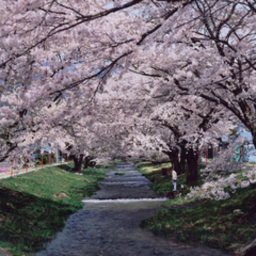 春「観音寺川の桜並木」