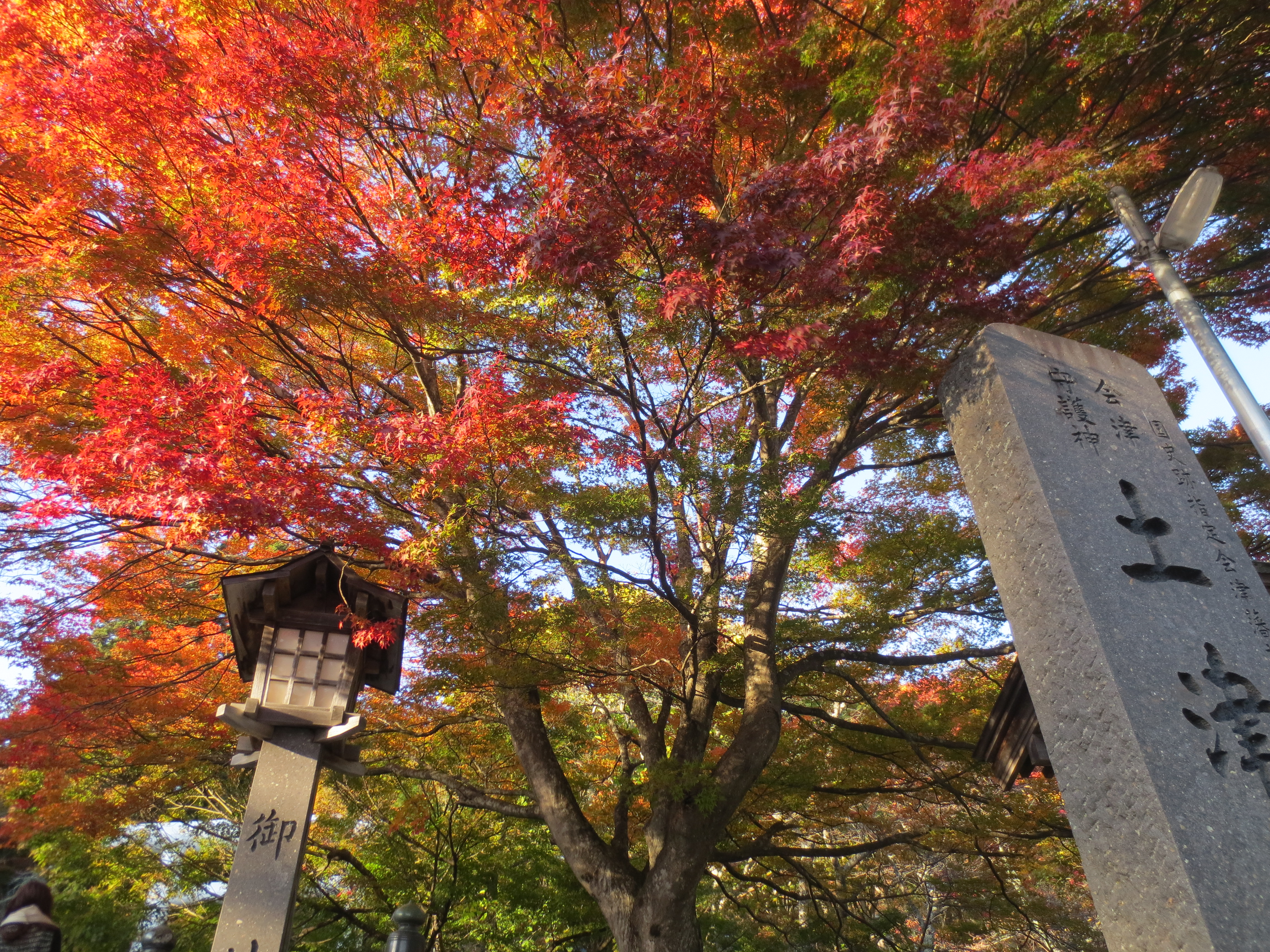 秋紅葉