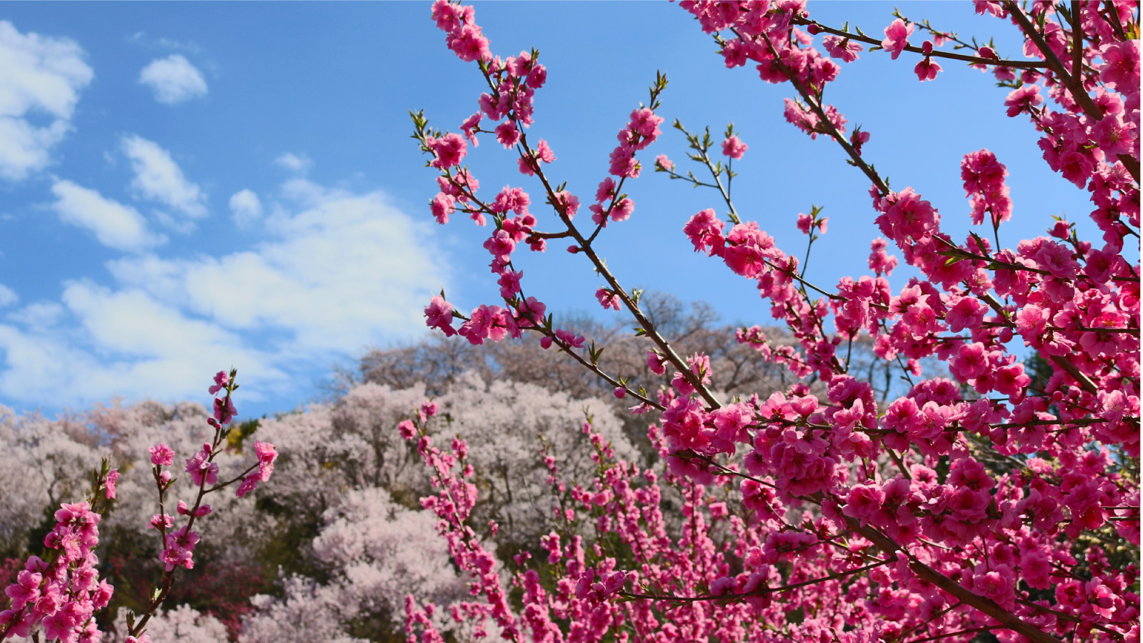 花見山イメージ