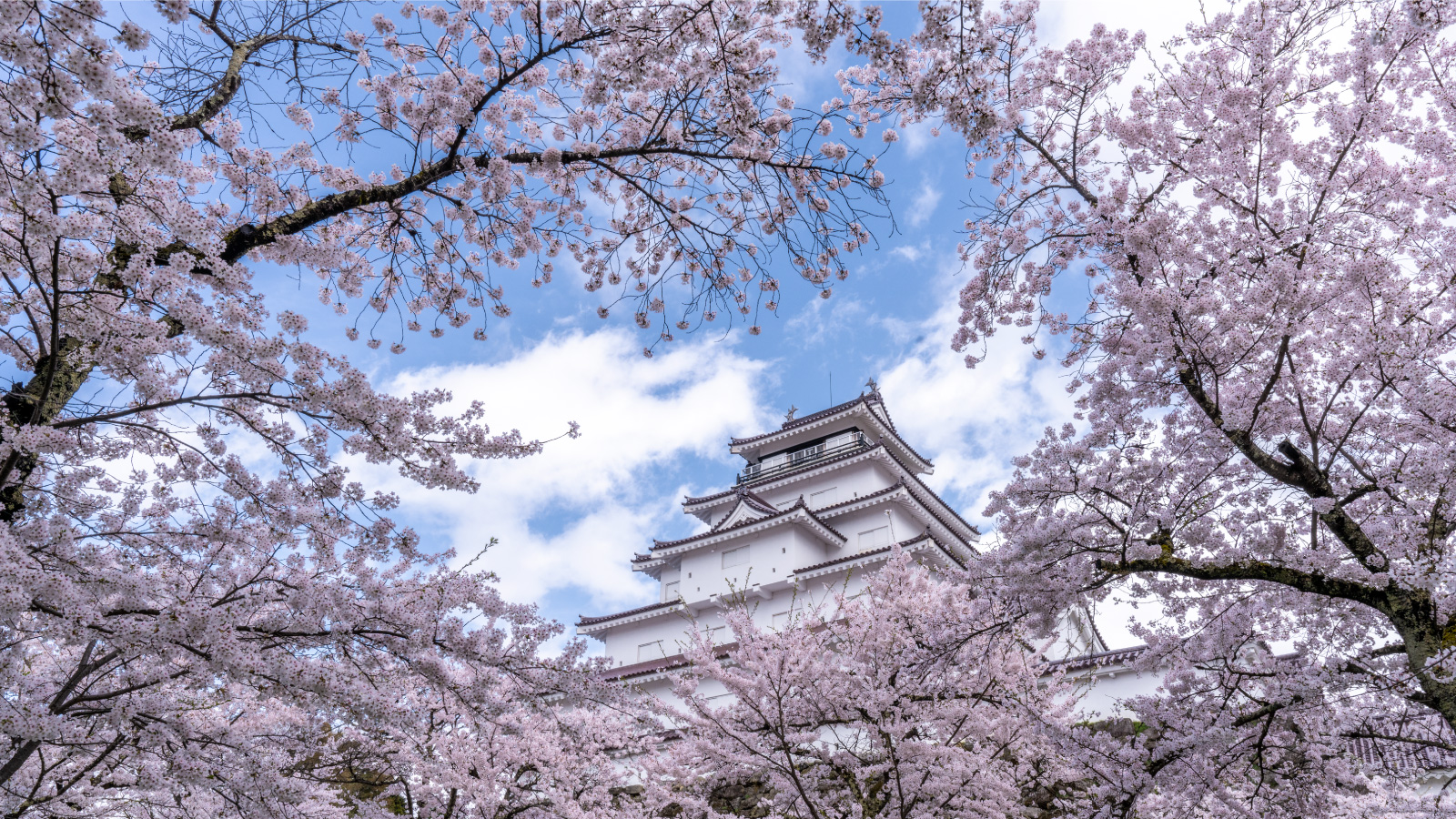 会津鶴ヶ城（桜）イメージ