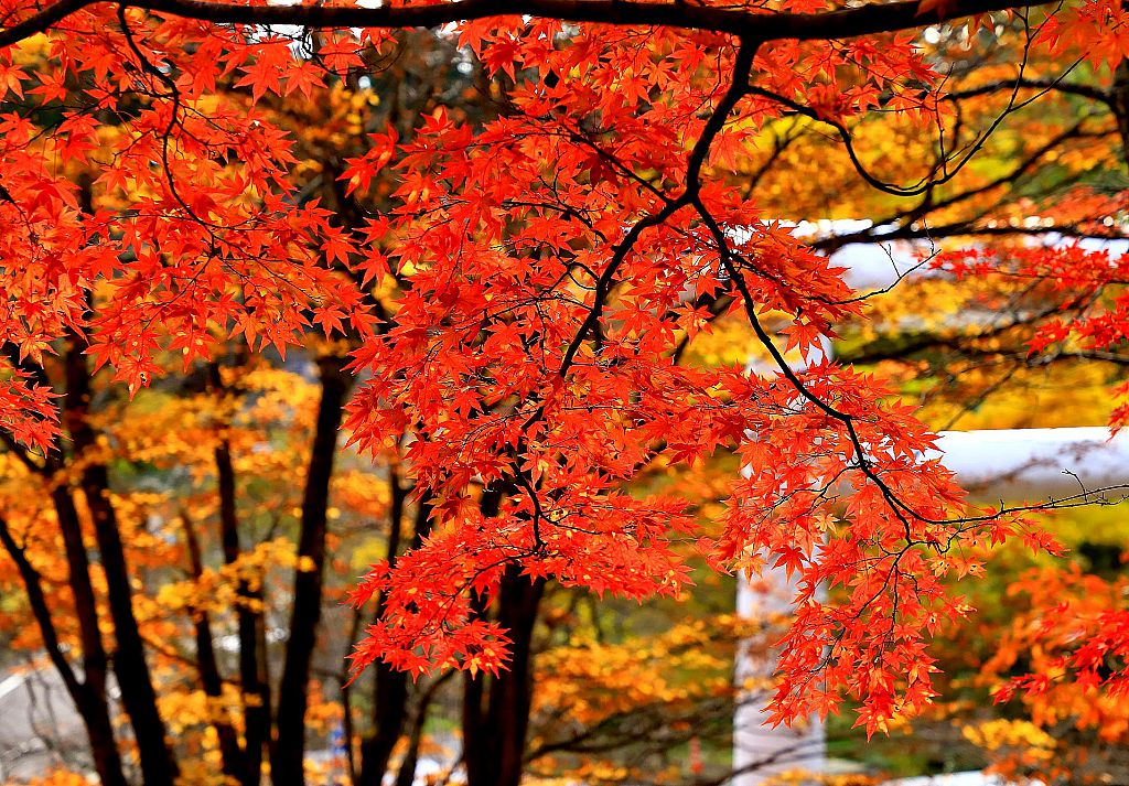 裏磐梯の紅葉